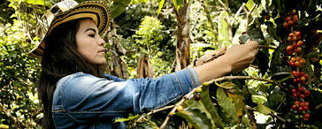 Frau in Kolumbien, die Kaffee anbaut und Frieden sät. Credits: UN Women/Ryan Brown