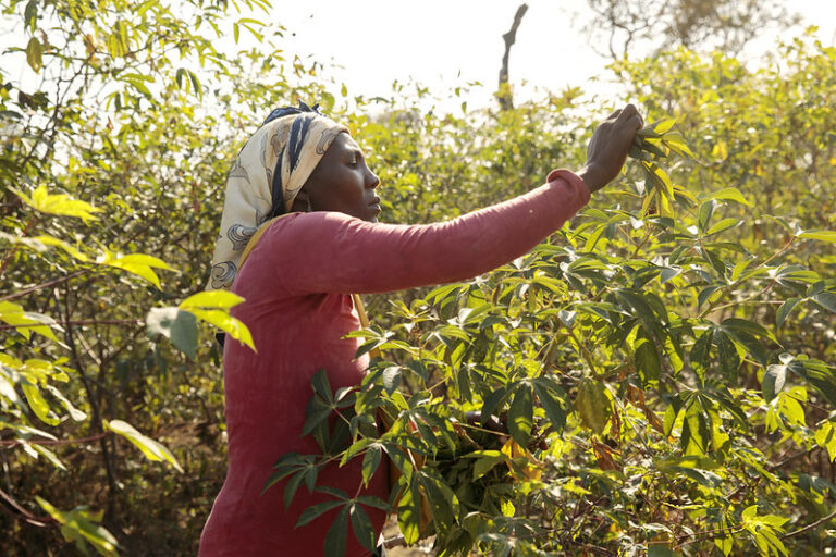 Landwirtin prüft ihre Ernte